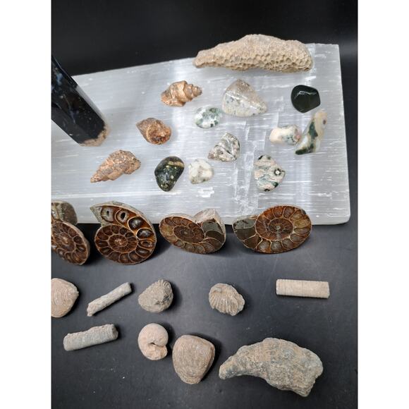Ammonite, Orthoceras, Aquatic Fossils, Ocean Jasper Tumble and Palm Tower Bundle - Picture 4 of 7